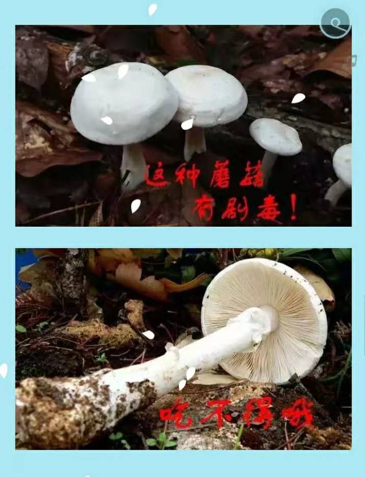 珍爱生命，谨防毒菇中毒